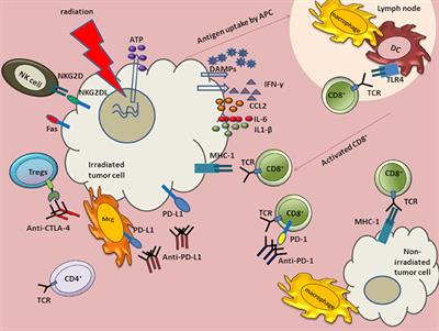 Harnessing Radiation Biology to Augment Immunotherapy for Glioblastoma